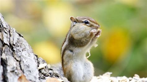 Do Chipmunks Hibernate In The Winter?