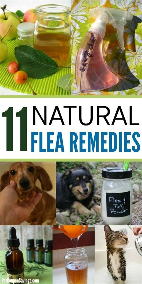 Natural Flea Killer For Dogs And Cats