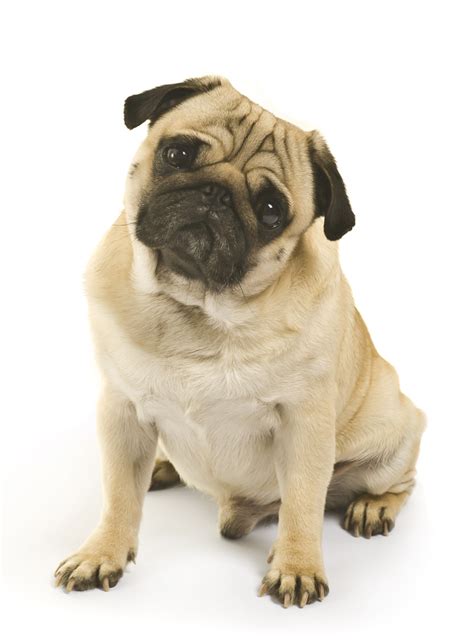 5 Common Pug Health Problems - Dig-In