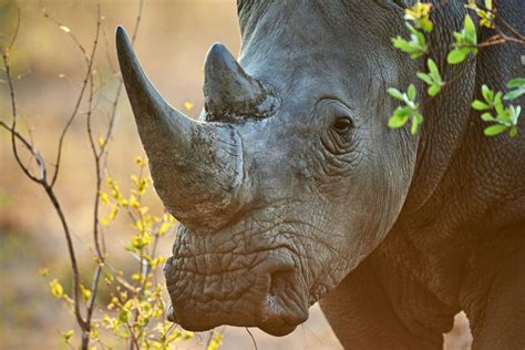 Rhino Horn Trade – Public Consultation | IWB