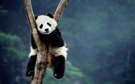 panda trees sitting depth of field forest Wallpapers HD / Desktop and Mobile Backgrounds