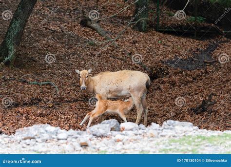 Mother Deer with Her Baby Deer Stock Photo - Image of mummy, faun ...