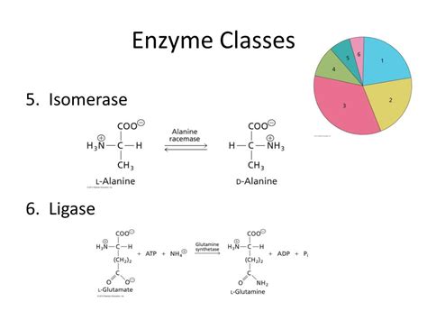 Ligase Enzyme Examples