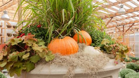 Fall Decorating Tips | Pumpkins and Gourds | Mulhall's Garden + Home