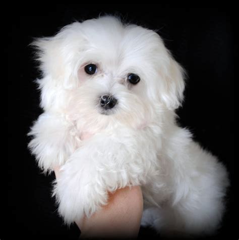 Etheldredasplace: Maltese or Westie-which is cuter?