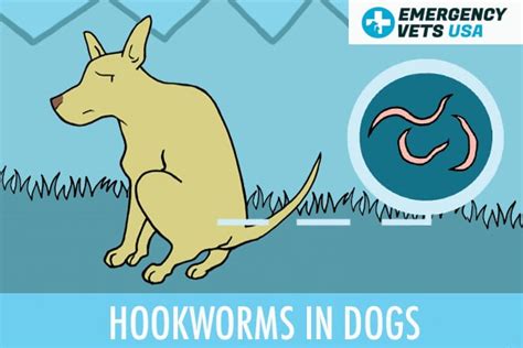 Hookworms In Dogs | Signs, Treatment And How To Prevent Them