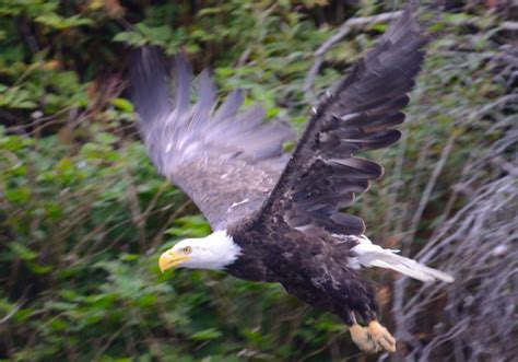 Bald Eagle Body and Feathers - Robin Barefield