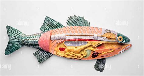 Blog - Largemouth Bass Anatomy