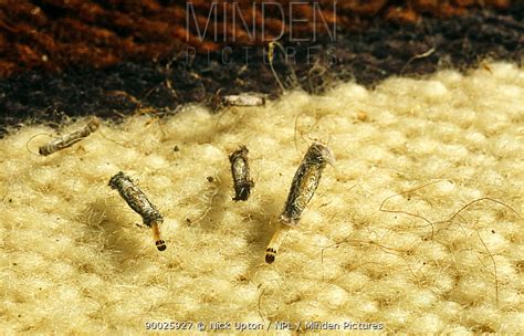 Casebearing Clothes Moth stock photo - Minden Pictures