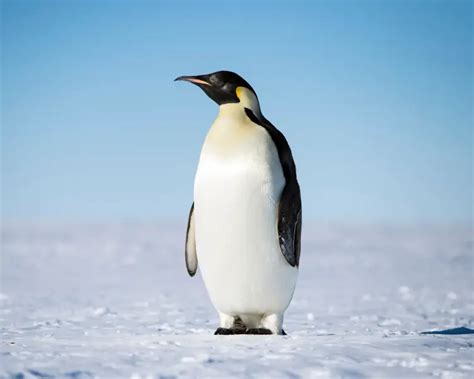 Emperor Penguin - Facts, Diet, Habitat & Pictures on Animalia.bio