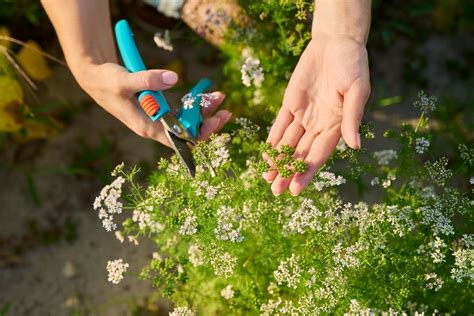 How to Harvest Cilantro Seeds- Dry, Collect & Store them!