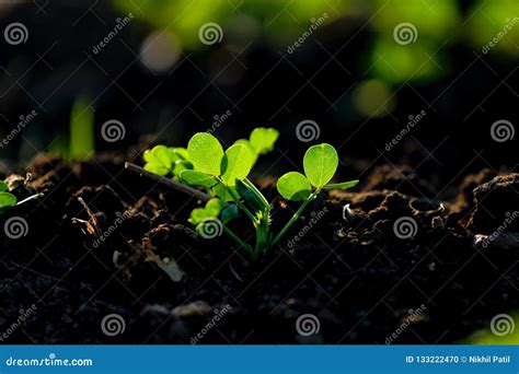 Ground Nuts Field stock photo. Image of field, farming - 133222470