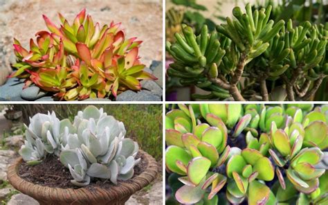 15 Different Types of Jade Plants (Plus Care Tips) - Garden Lovers Club