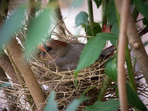 Cardinal Nesting (Behavior, Eggs, Location + FAQs) | Birdfact