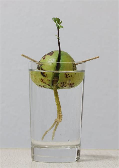 Avocado Seed with New Sprouting and Roots Stock Image - Image of seed ...