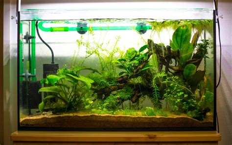 How to Set Up a Freshwater Aquarium: Ultimate Guide for Beginners ...