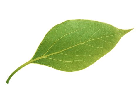 Green Leaf Structure and Botanical Foliage Insights PNG File | PNG All