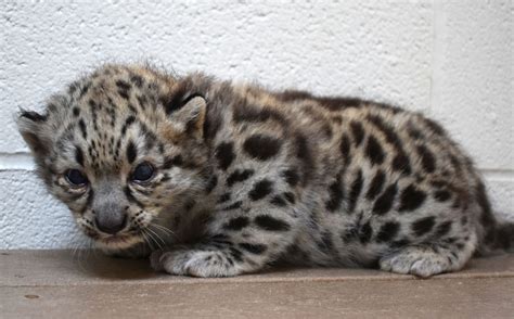 Snow Leopard Mother With Cubs