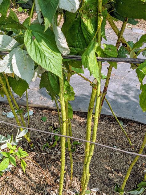 Caring for the Raspberry Bushes - The Martha Stewart Blog