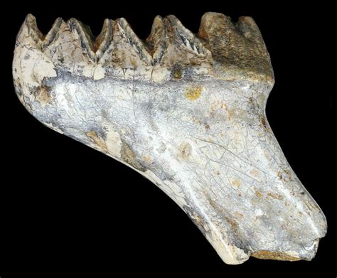 Fossil Stegodon Lower Jaw M2 Molar - Indonesia For Sale (#45379) - FossilEra.com