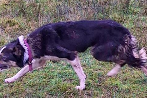 1 Border Collie (Female) | SellMyLivestock - The Online Livestock Marketplace