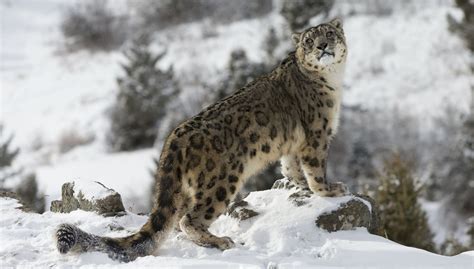 See Snow Leopards in the Heart of the Himalayas with andBeyond’s New Expedition