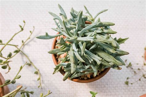 How to Grow and Care for Succulent Senecio Plants