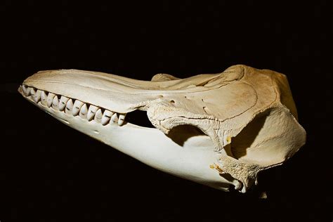 False Killer Whale Skull Photograph by Millard H. Sharp