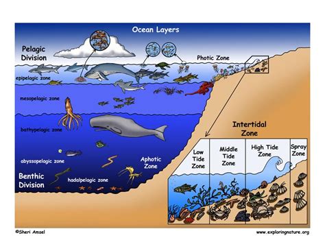 Ocean Zone Map - Wayne Baisey