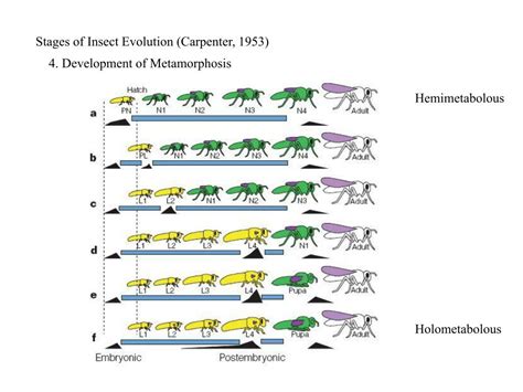 PPT - Insect Evolution PowerPoint Presentation, free download - ID:4241522