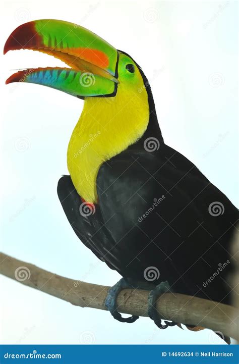 Rainbow Toucan stock photo. Image of tropics, ciel, perched - 14692634