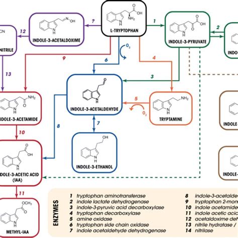 Indole-3-acetic acid biosynthesis and its regulation in plant ...