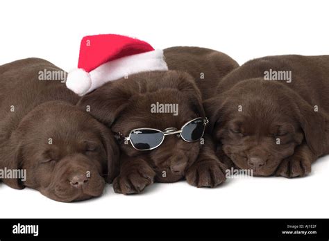 Chocolate Lab Christmas Puppies Sleeping Stock Photo: 1187374 - Alamy