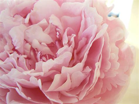 Light Pink Peonies Bouquet Wallpapers - Wallpaper Cave