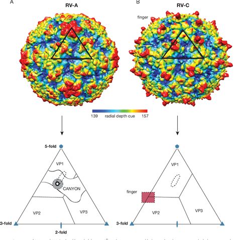 Human Rhinovirus Structure