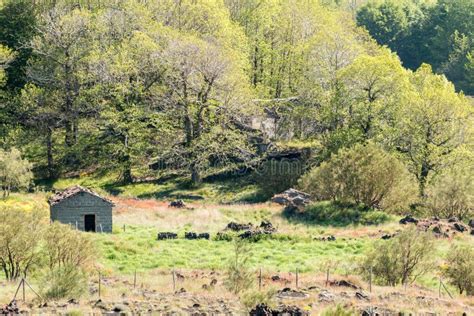 Abandoned House in the Forest Stock Image - Image of architecture, deserted: 44944847