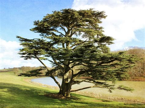 Cedar Tree of Lebanon Facts, Identification, Uses, Pictures