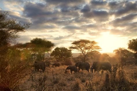 So you want to go on Safari: East versus Southern Africa - Vaya Adventures - Vaya Adventures