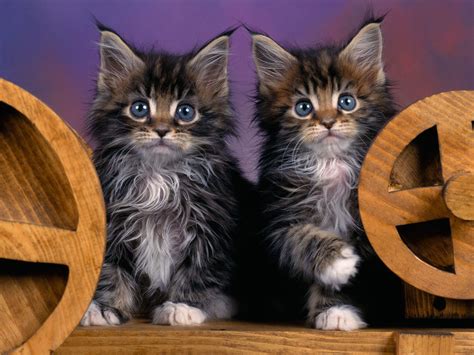 wallpapers: Maine Coon kittens