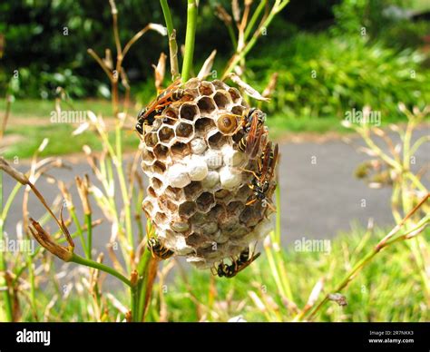 Paper wasps (Vespidae) building a new nest Stock Photo - Alamy