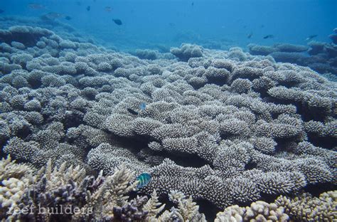 Breathtaking views of coral reefs at Kwajalein Atoll, Marshall Islands | Reef Builders | The ...