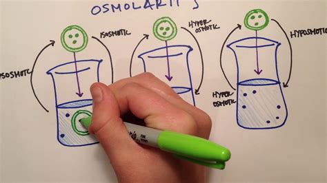 Can A Solution Be Hyperosmotic And Isotonic? Top Answer Update - Ecurrencythailand.com