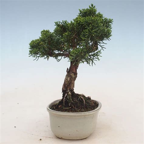 e-Bonsai - Outdoor bonsai - Juniperus chinensis - Chinese juniper