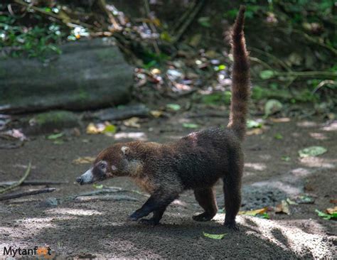 Where to See Costa Rica Wildlife: A Photo Post and Guide