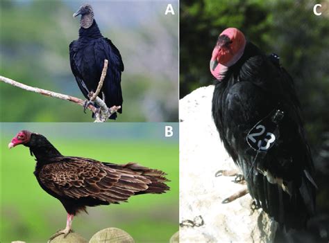 The 3 vulture species occurring in the United States, the black vulture ...