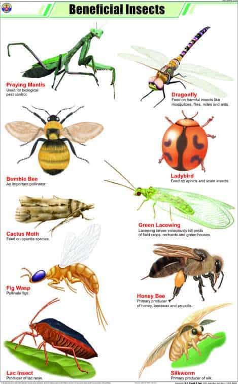 Attracting Beneficial Insects to Your Garden - ProGardenTips