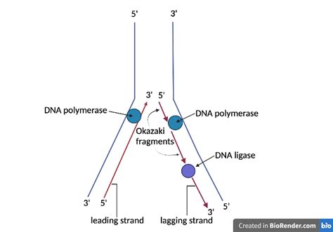 DNA REPLICATION – BIOLOGY BASICS