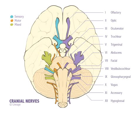 Diagram Of The Cranial Nerves