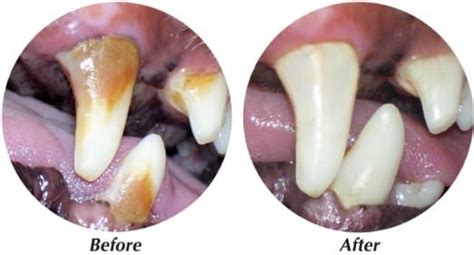 Dog Tartar Removal Products, Tools, Sprays and Removal Cost | Dogs, Cats, Pets
