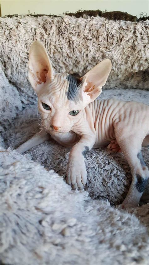 Don Sphynx Cats For Sale | Crestline, CA #200562 | Petzlover